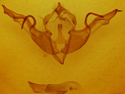 genitalia view of adult Lithophane laticinerea