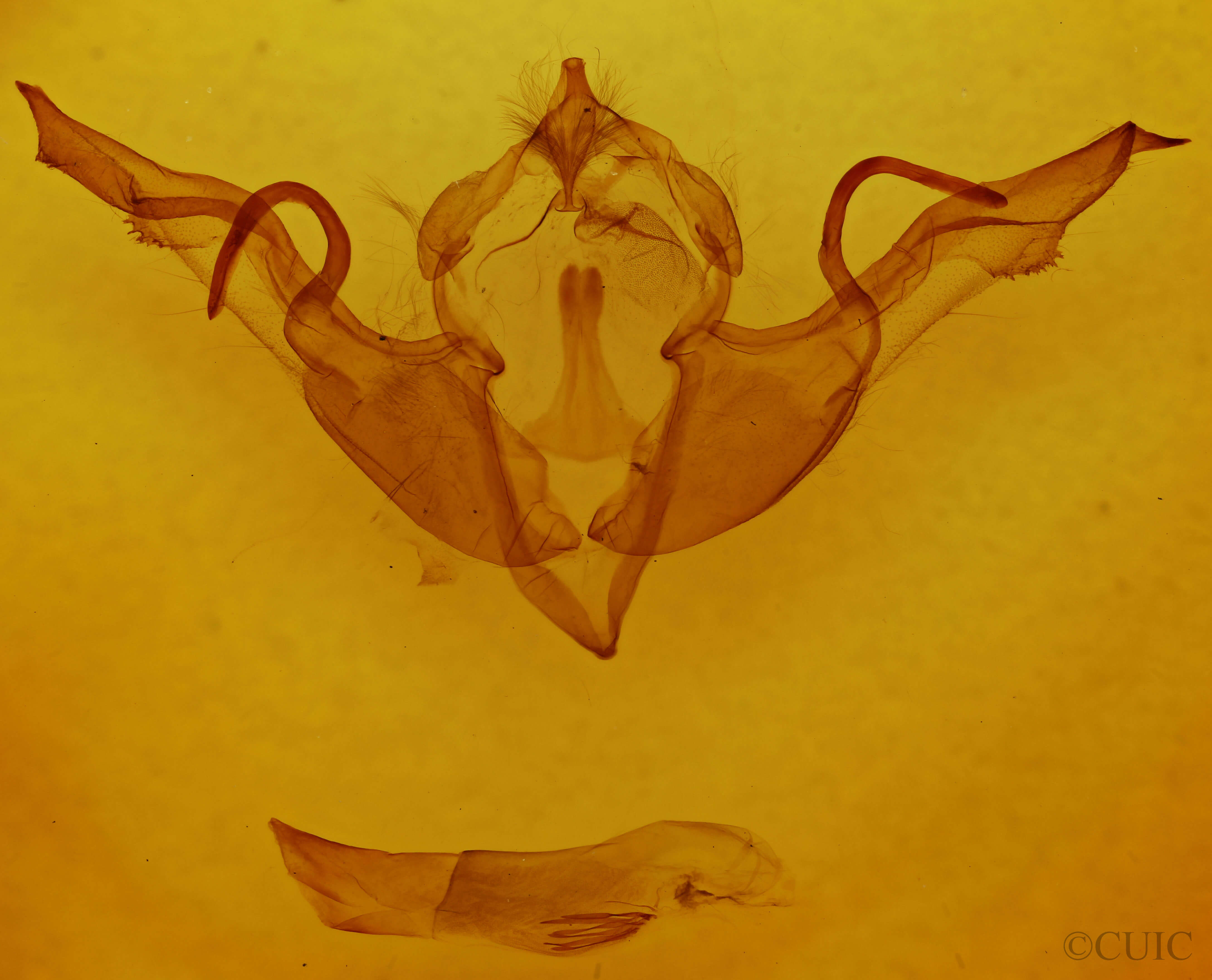 genitalia view of adult Lithophane laticinerea