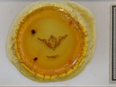 slide view of adult Lithophane laticinerea