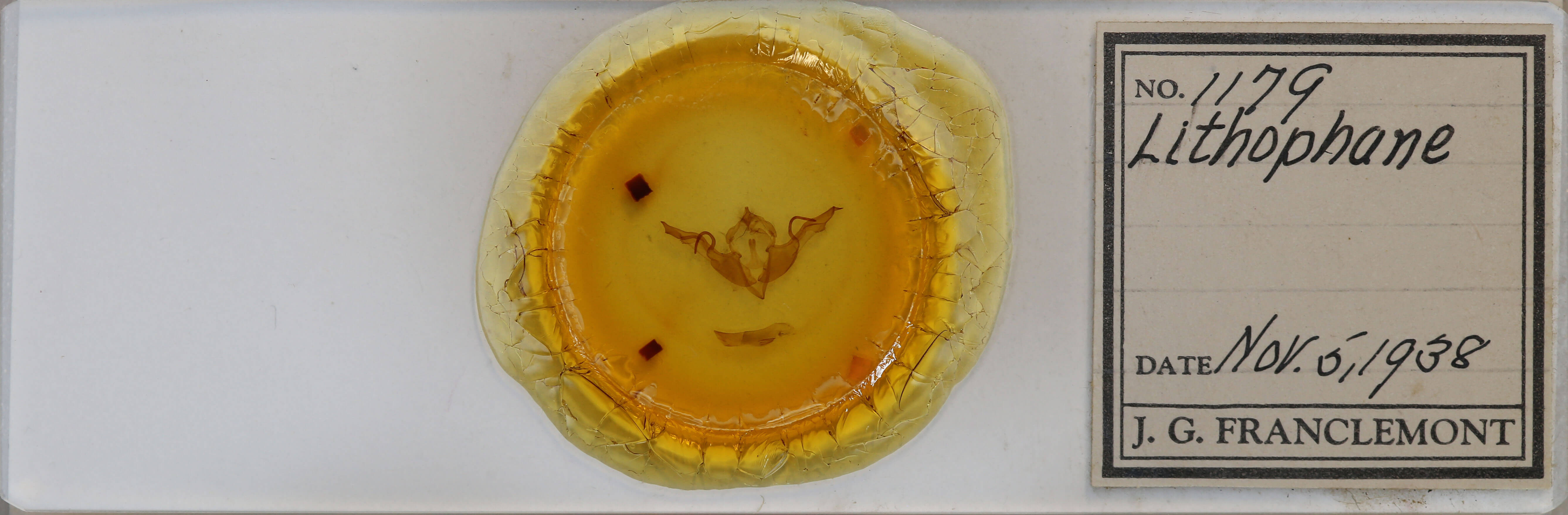 slide view of adult Lithophane laticinerea