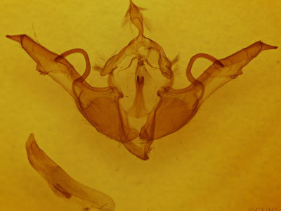 genitalia view of adult Lithophane laticinerea