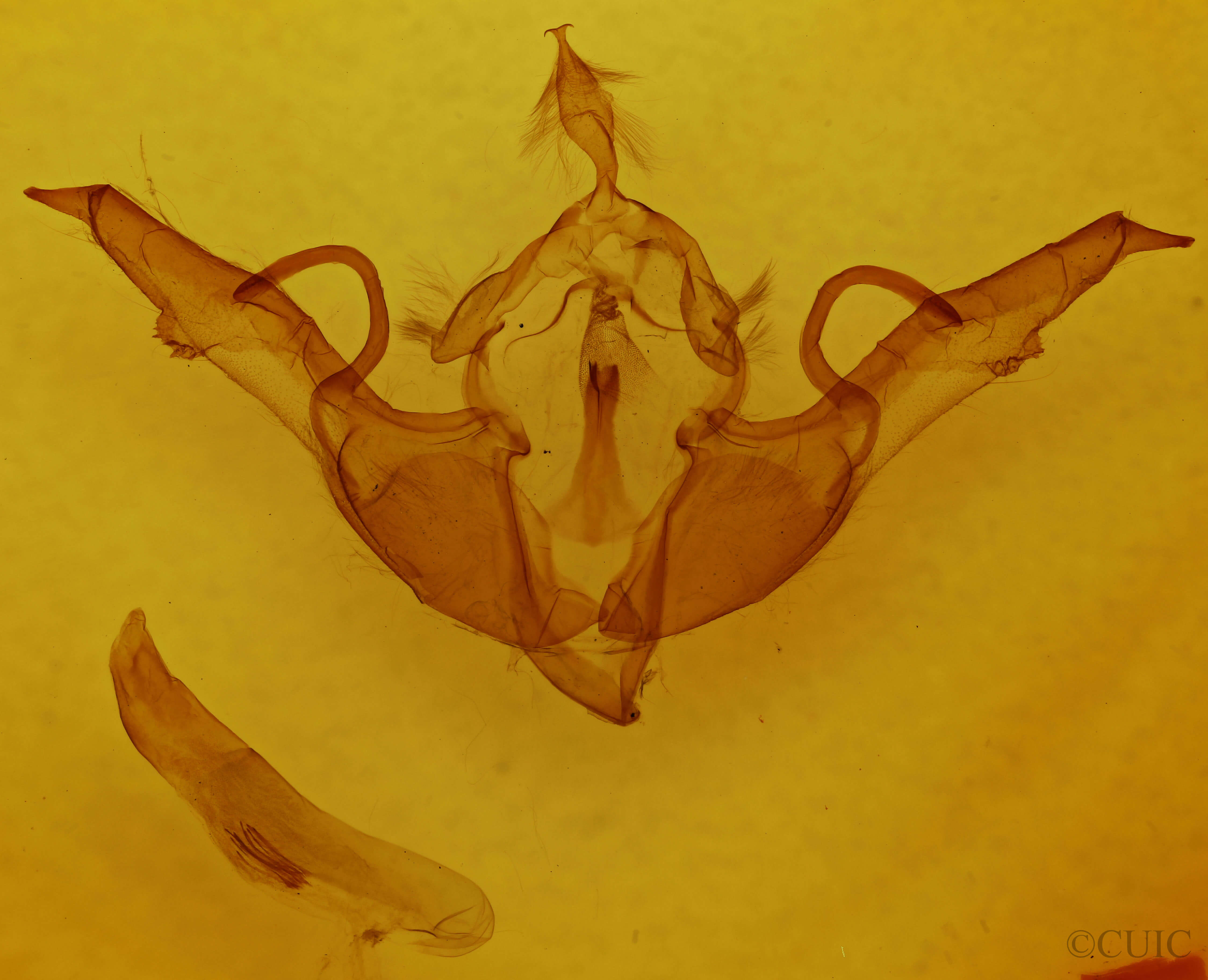 genitalia view of adult Lithophane laticinerea