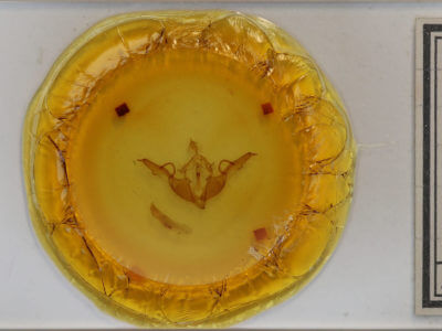 slide view of adult Lithophane laticinerea