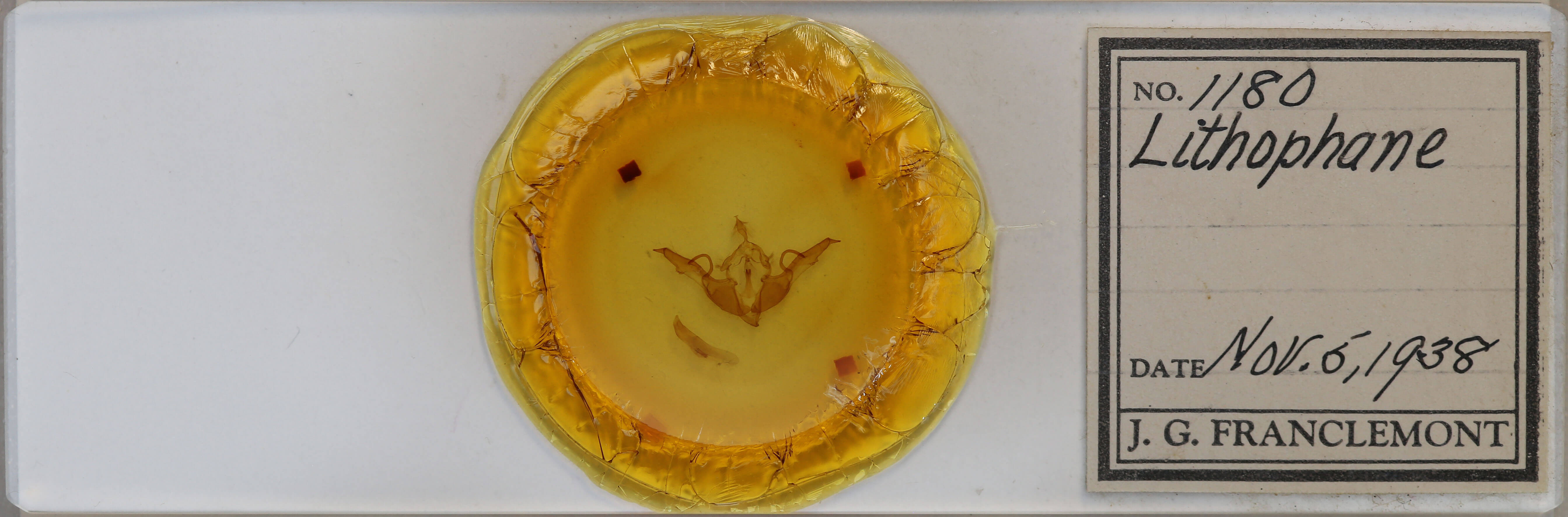 slide view of adult Lithophane laticinerea