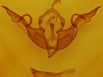 genitalia view of adult Lithophane laticinerea