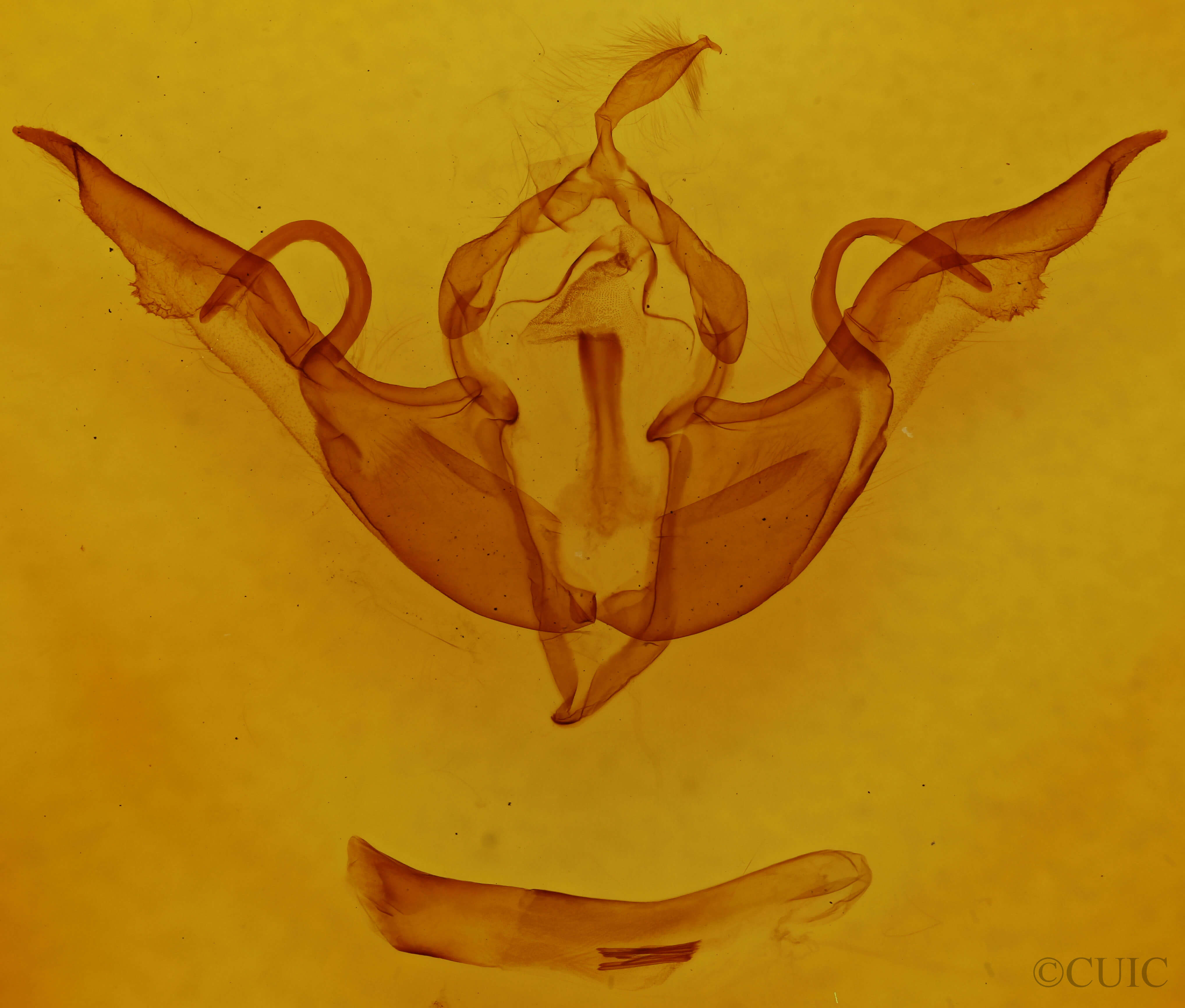genitalia view of adult Lithophane laticinerea