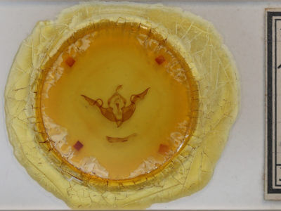 slide view of adult Lithophane laticinerea