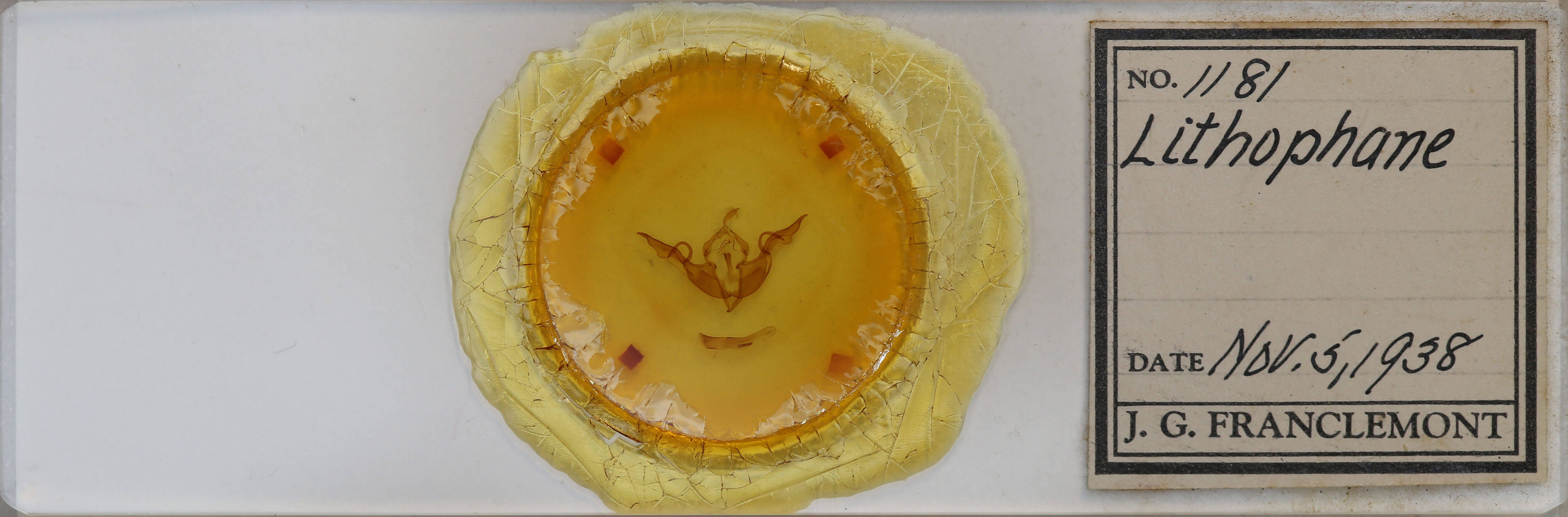 slide view of adult Lithophane laticinerea