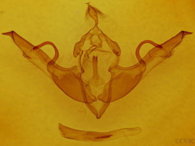 genitalia view of adult Lithophane  laticinerea
