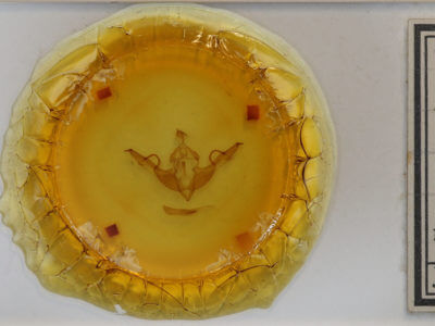 slide view of adult Lithophane  laticinerea