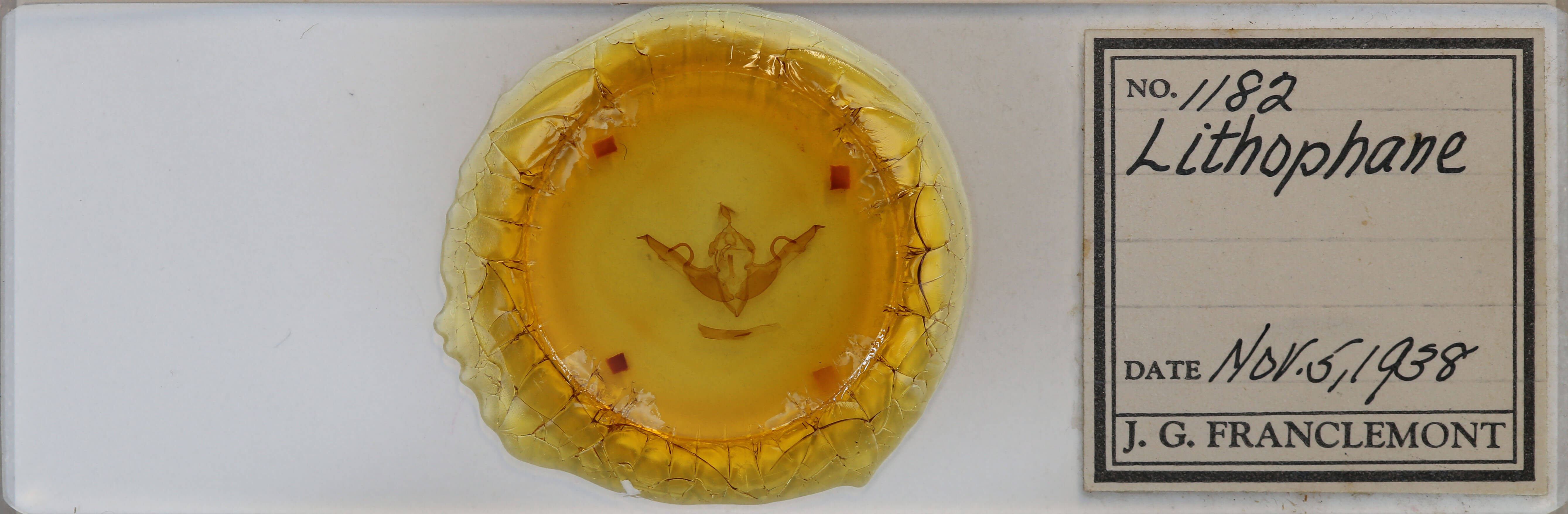 slide view of adult Lithophane  laticinerea