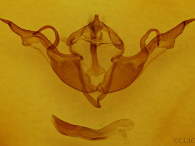 genitalia view of adult Lithophane laticinerea