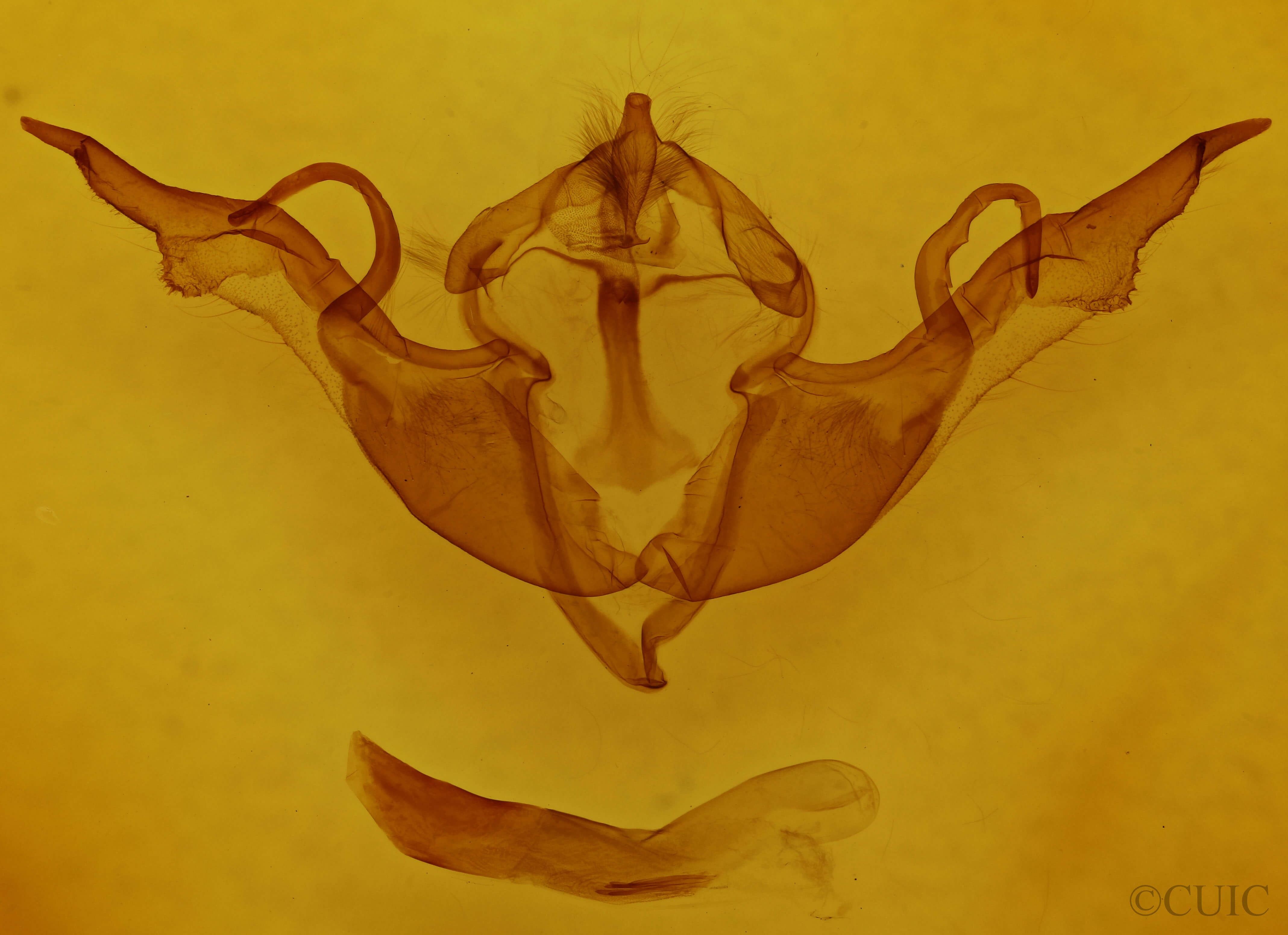 genitalia view of adult Lithophane laticinerea