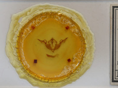 slide view of adult Lithophane laticinerea