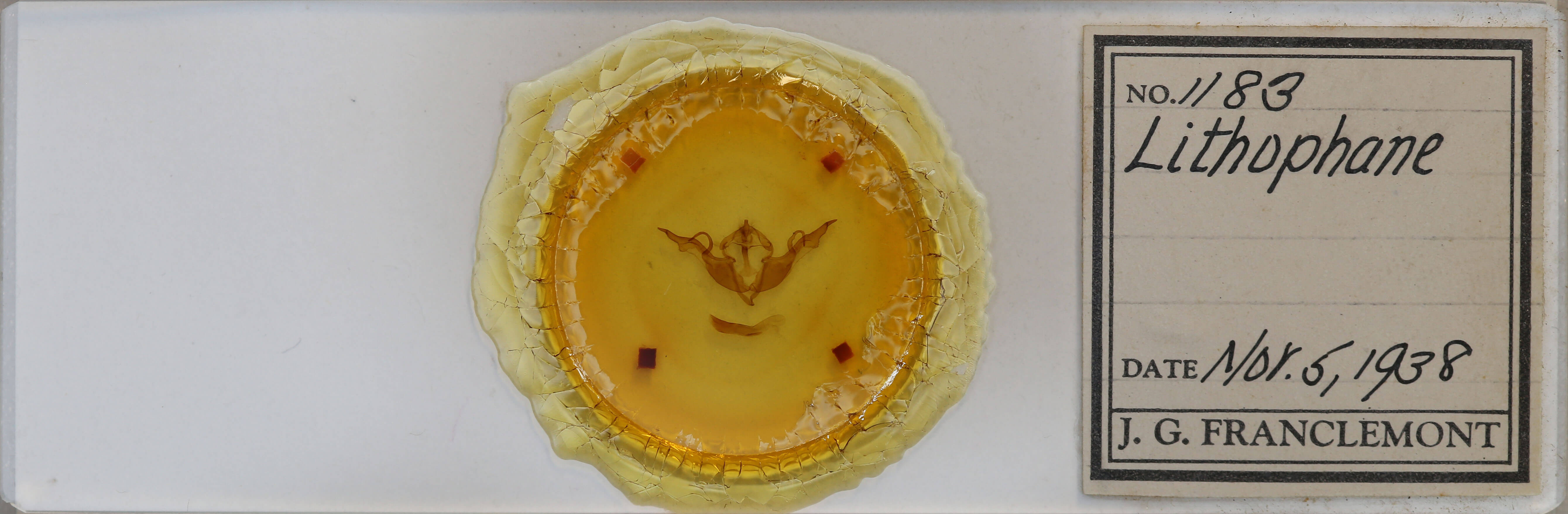 slide view of adult Lithophane laticinerea