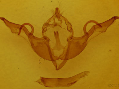 genitalia view of adult Lithophane laticinerea