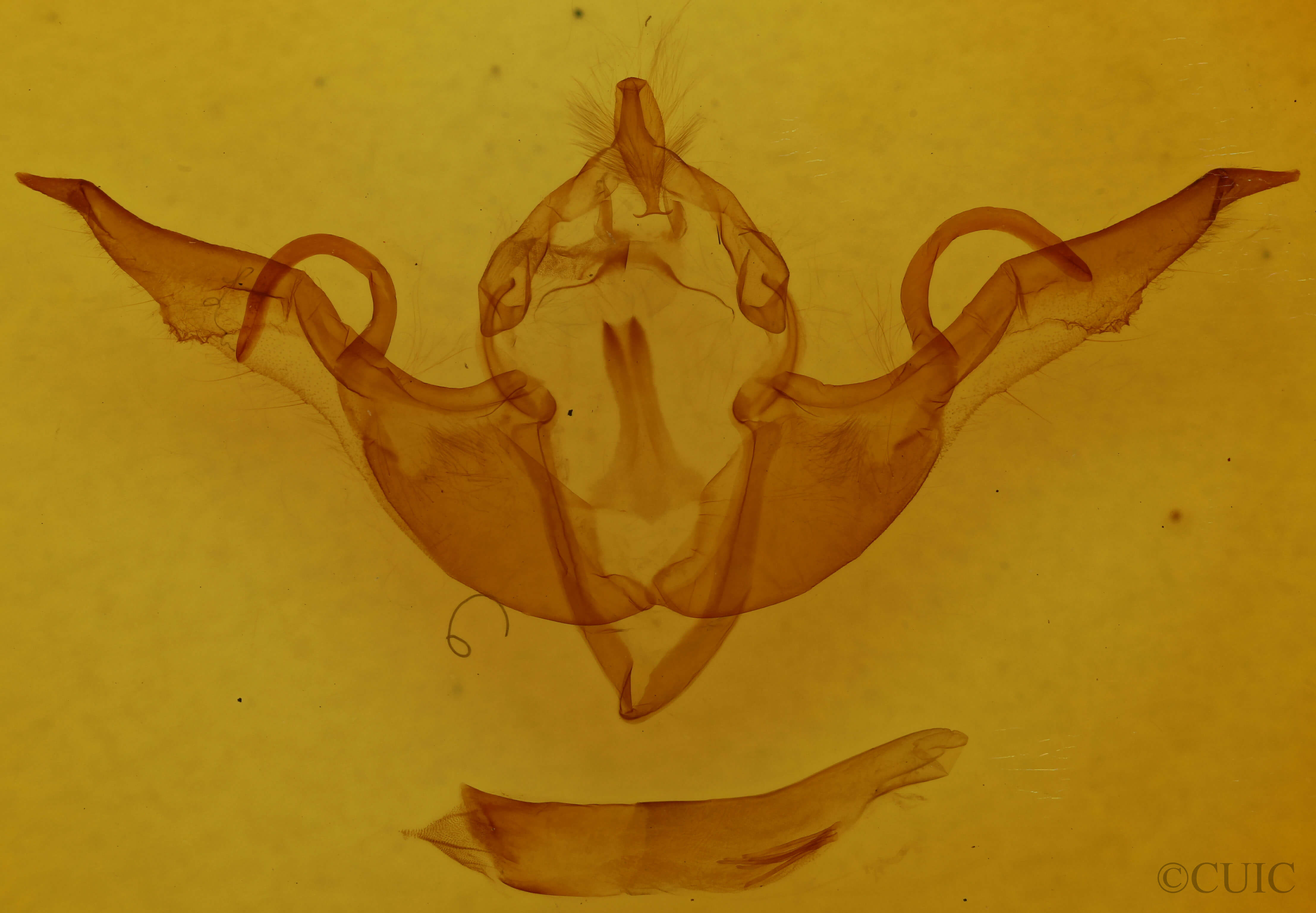 genitalia view of adult Lithophane laticinerea