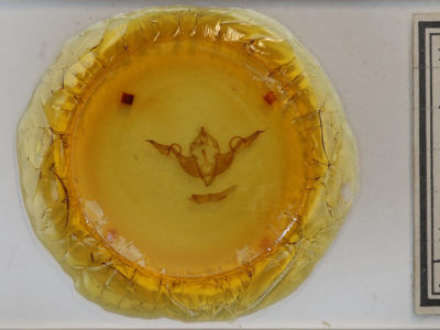 slide view of adult Lithophane laticinerea