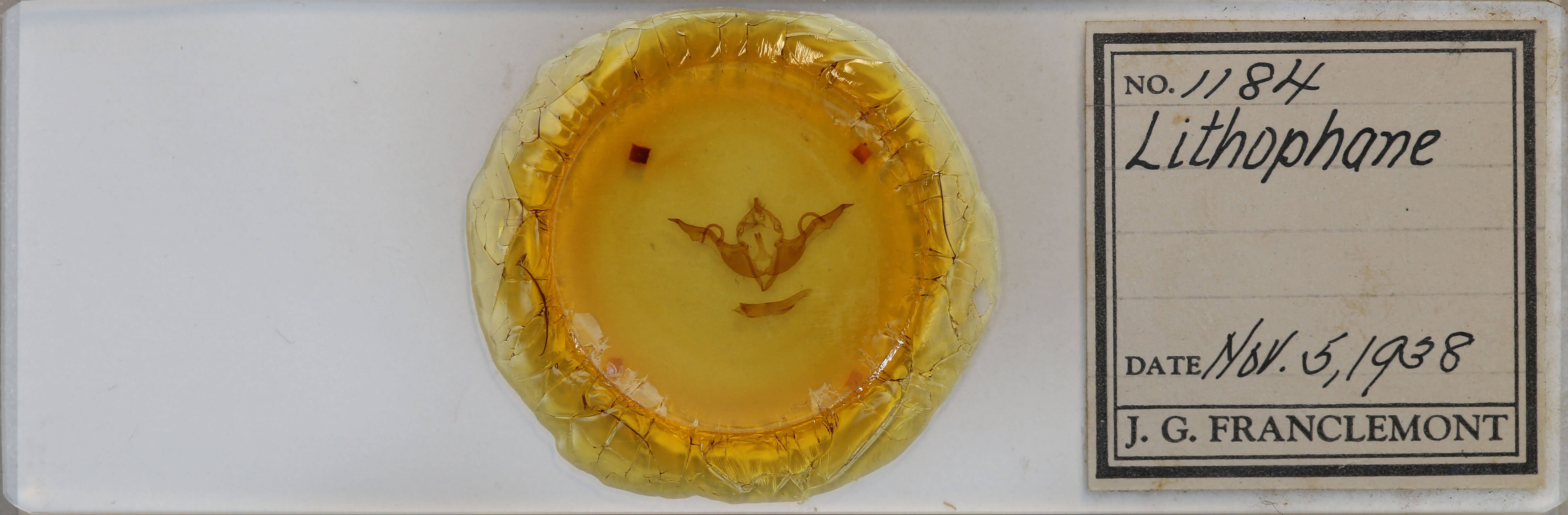 slide view of adult Lithophane laticinerea