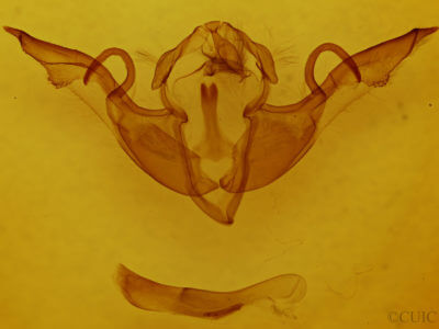 genitalia view of adult Lithophane laticinerea