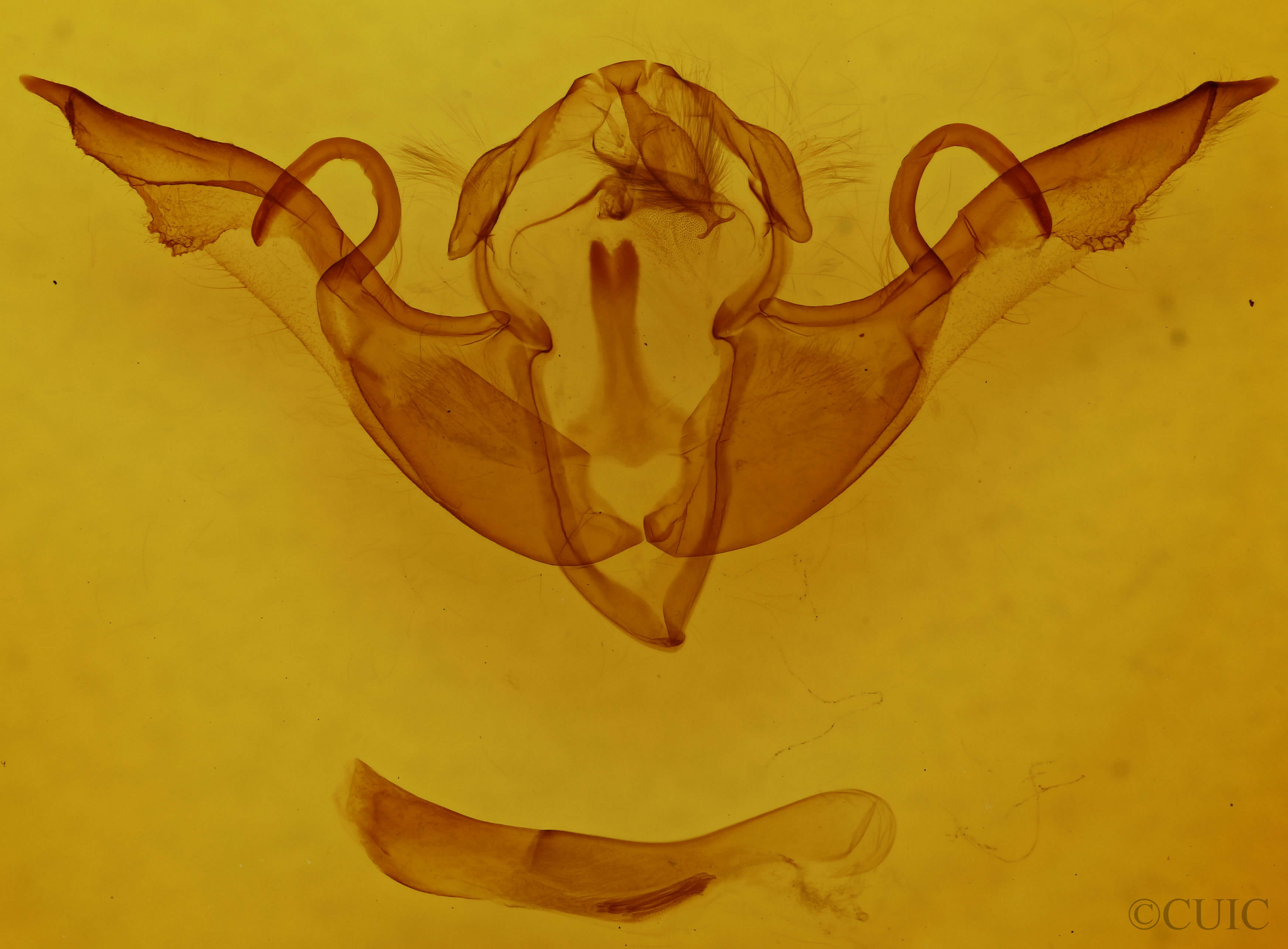 genitalia view of adult Lithophane laticinerea