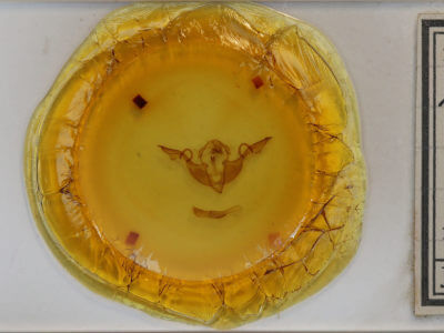 slide view of adult Lithophane laticinerea