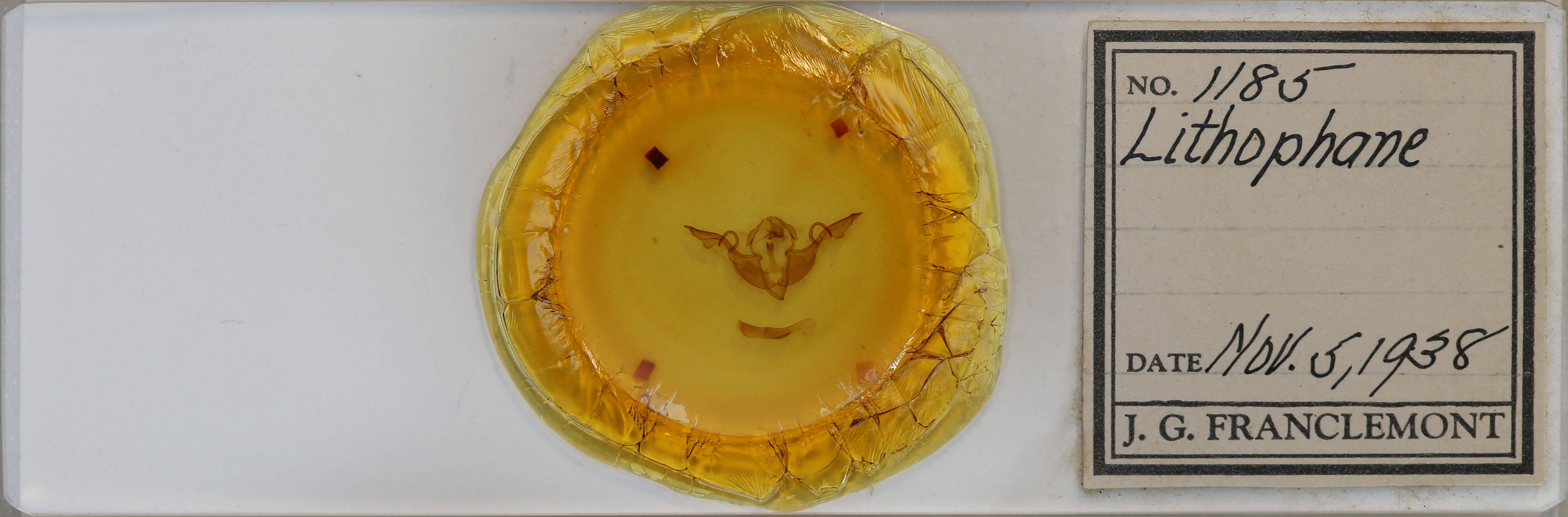 slide view of adult Lithophane laticinerea