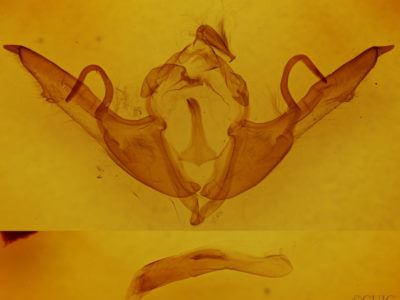 genitalia view of adult Lithophane laticinerea