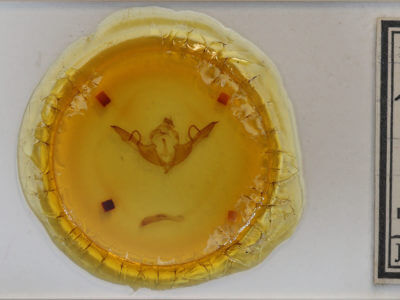 slide view of adult Lithophane laticinerea