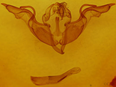 genitalia view of adult Lithophane laticinerea