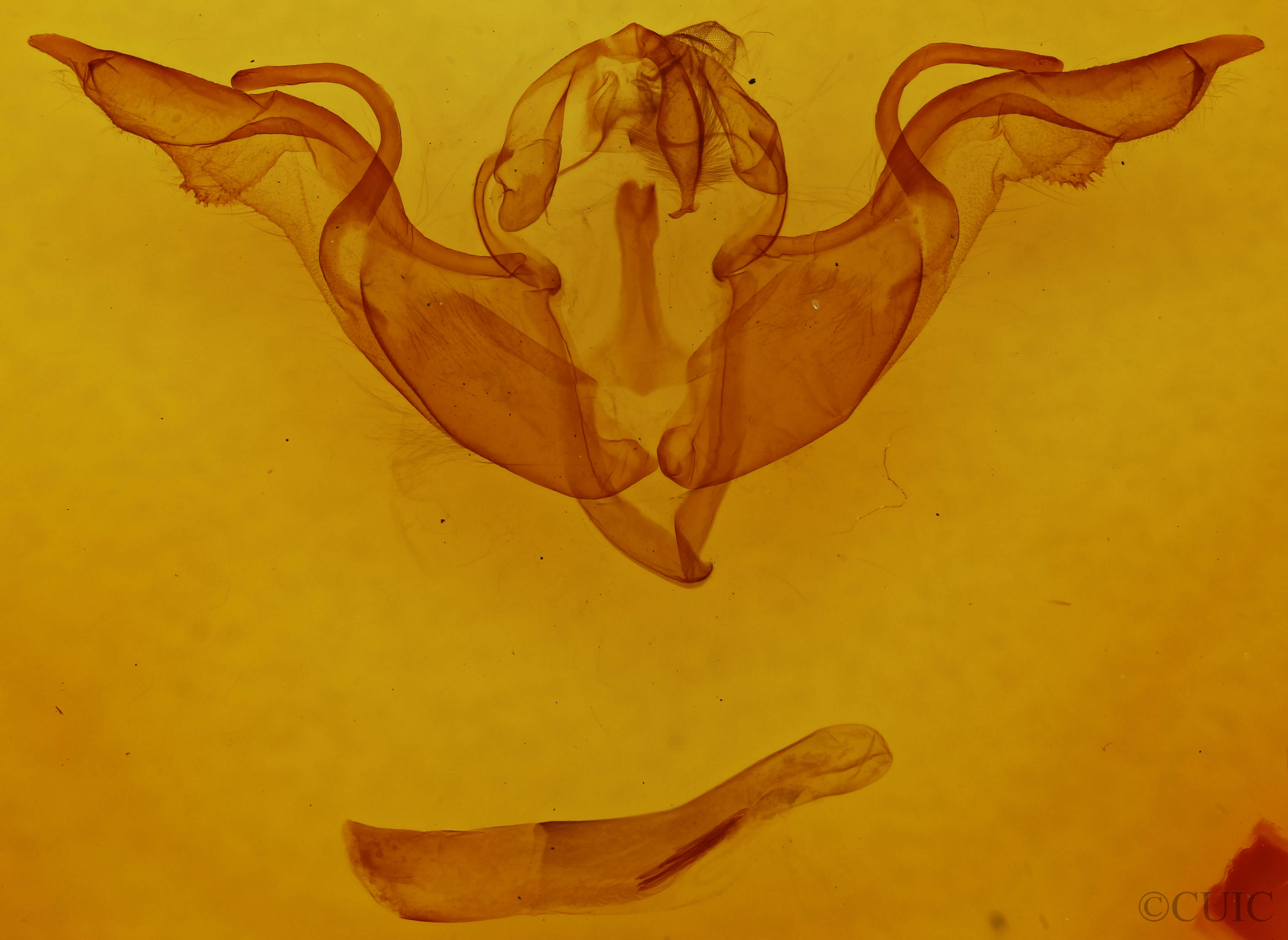 genitalia view of adult Lithophane laticinerea
