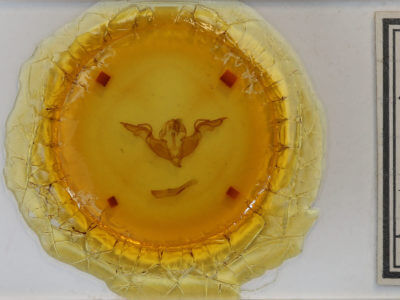 slide view of adult Lithophane laticinerea