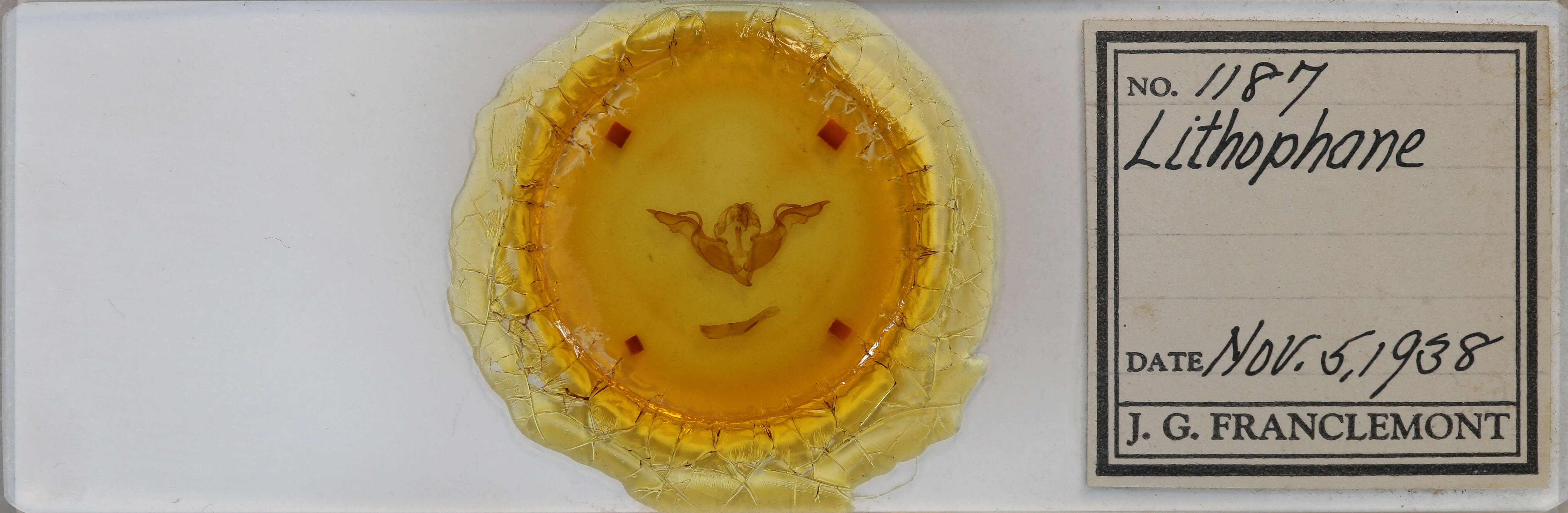 slide view of adult Lithophane laticinerea