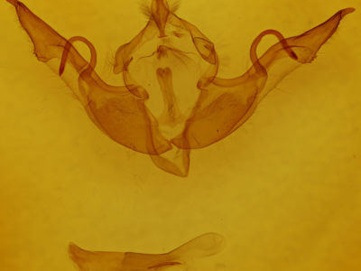 genitalia view of adult Lithophane laticinerea