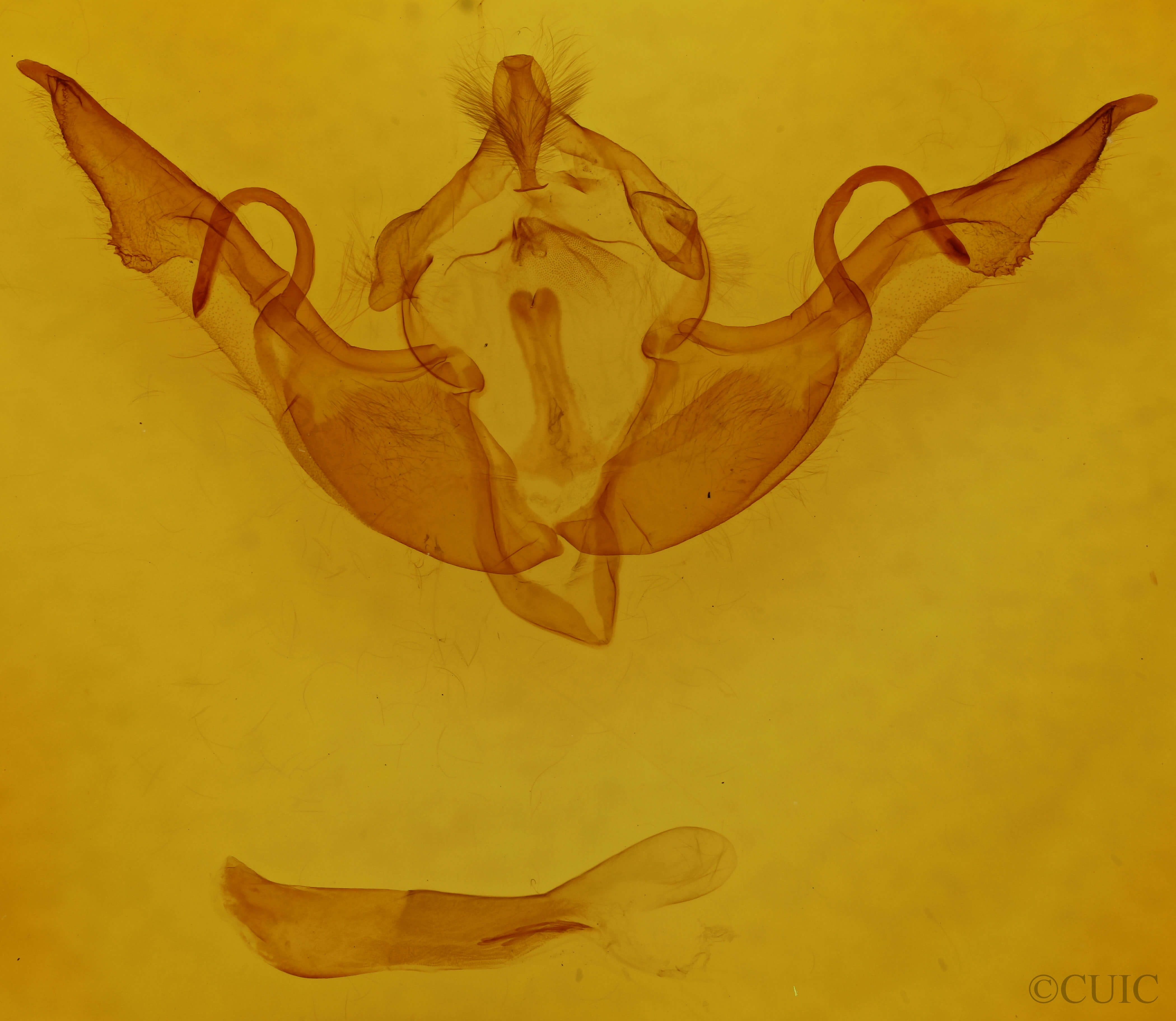 genitalia view of adult Lithophane laticinerea
