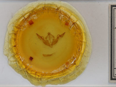 slide view of adult Lithophane laticinerea