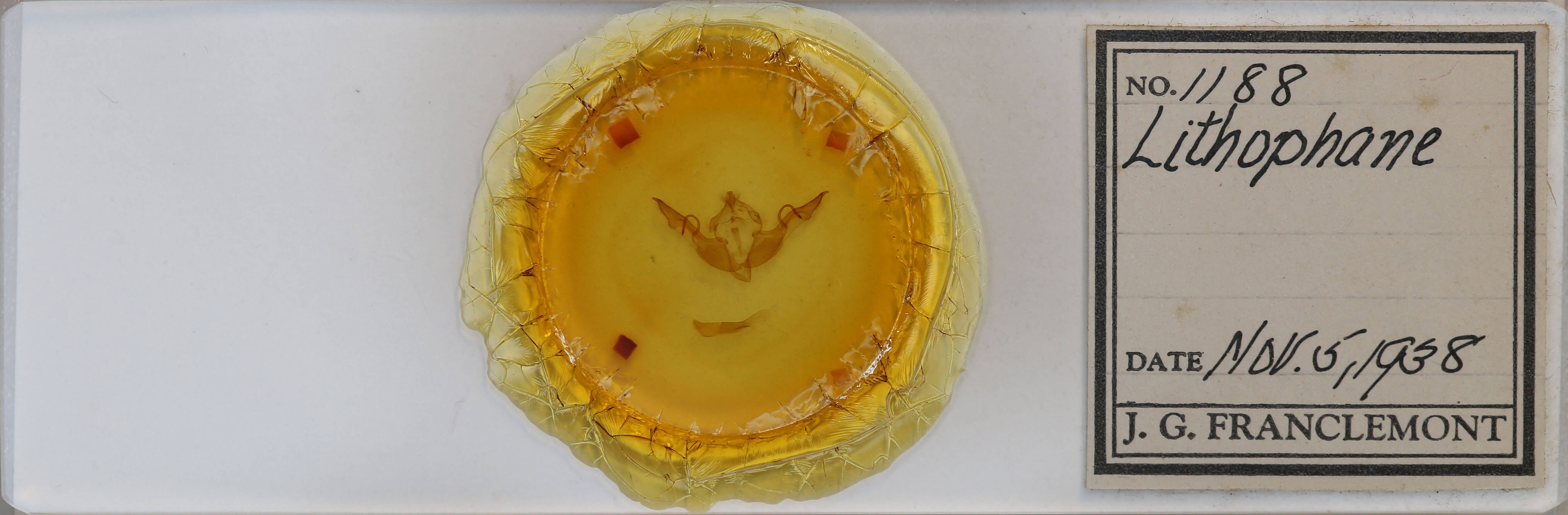 slide view of adult Lithophane laticinerea