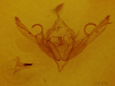 genitalia view of adult Lithophane petulca