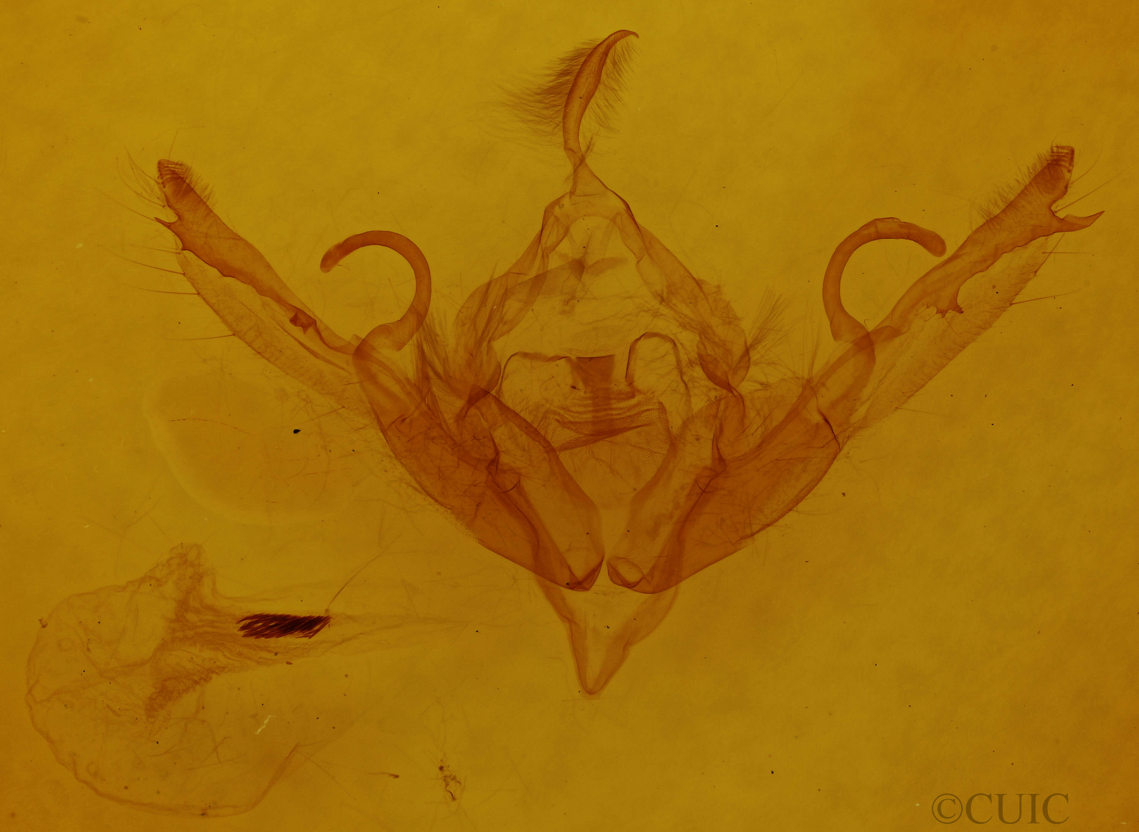 genitalia view of adult Lithophane petulca