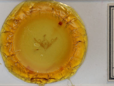 slide view of adult Lithophane petulca