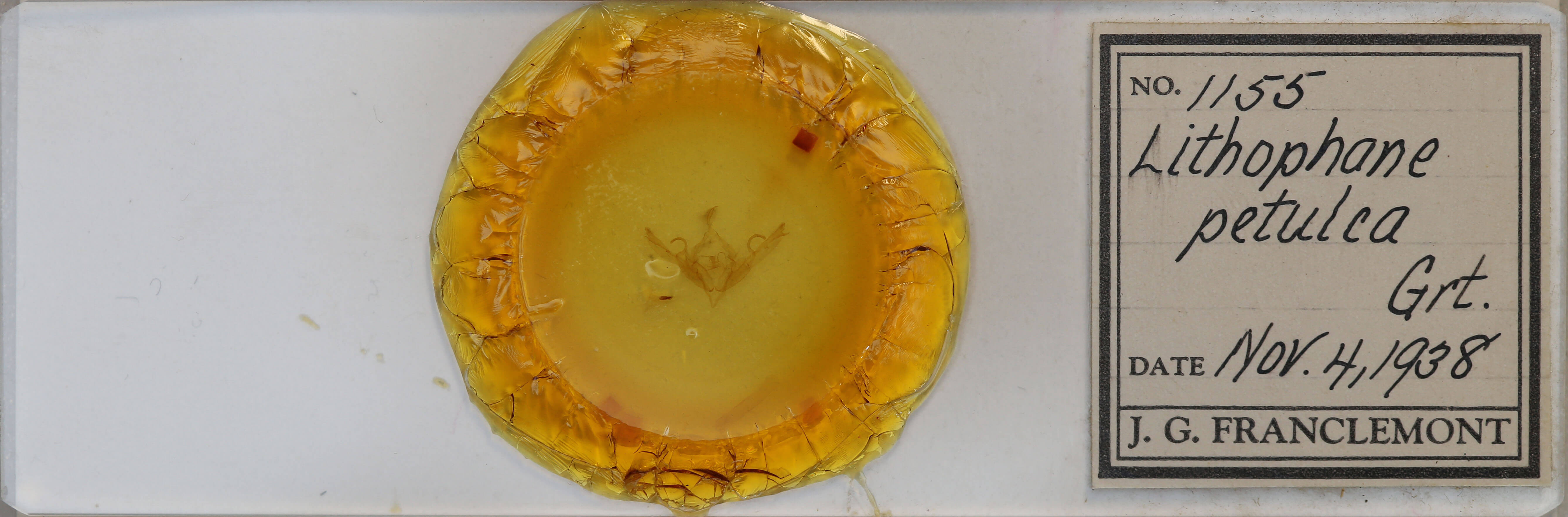 slide view of adult Lithophane petulca