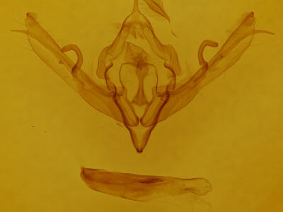 genitalia view of adult Lithophane signosa