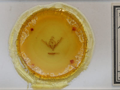 slide view of adult Lithophane signosa