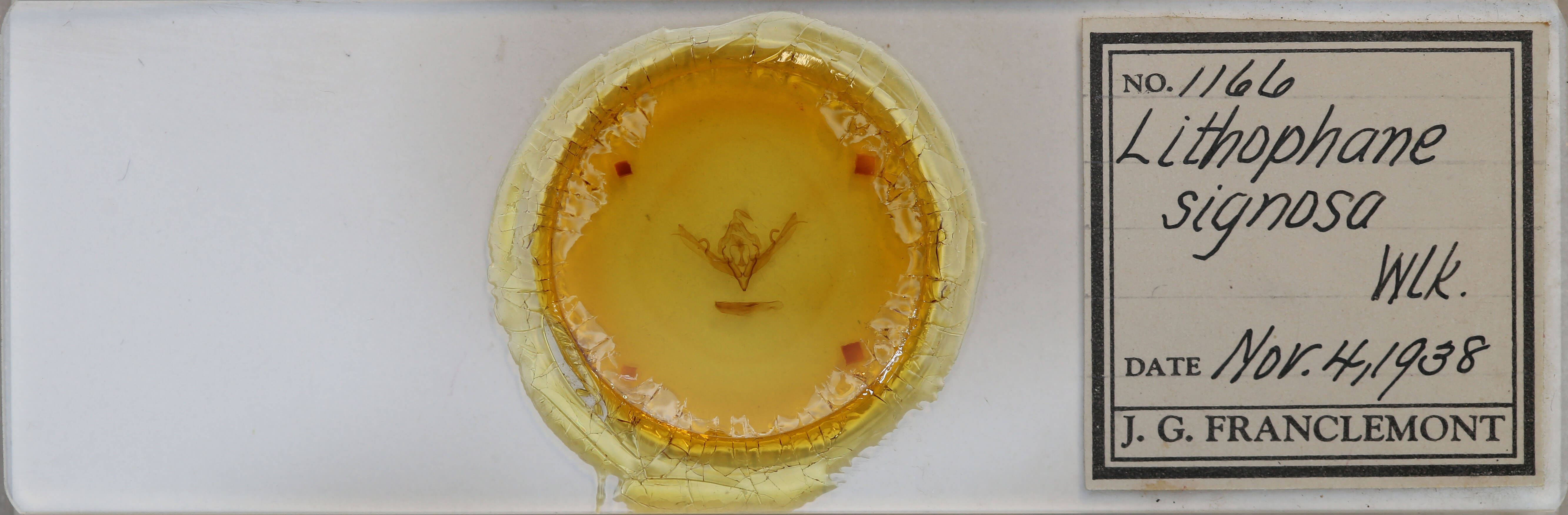 slide view of adult Lithophane signosa