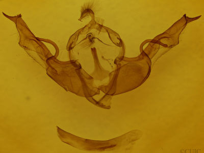 genitalia view of adult Lithophane torrida
