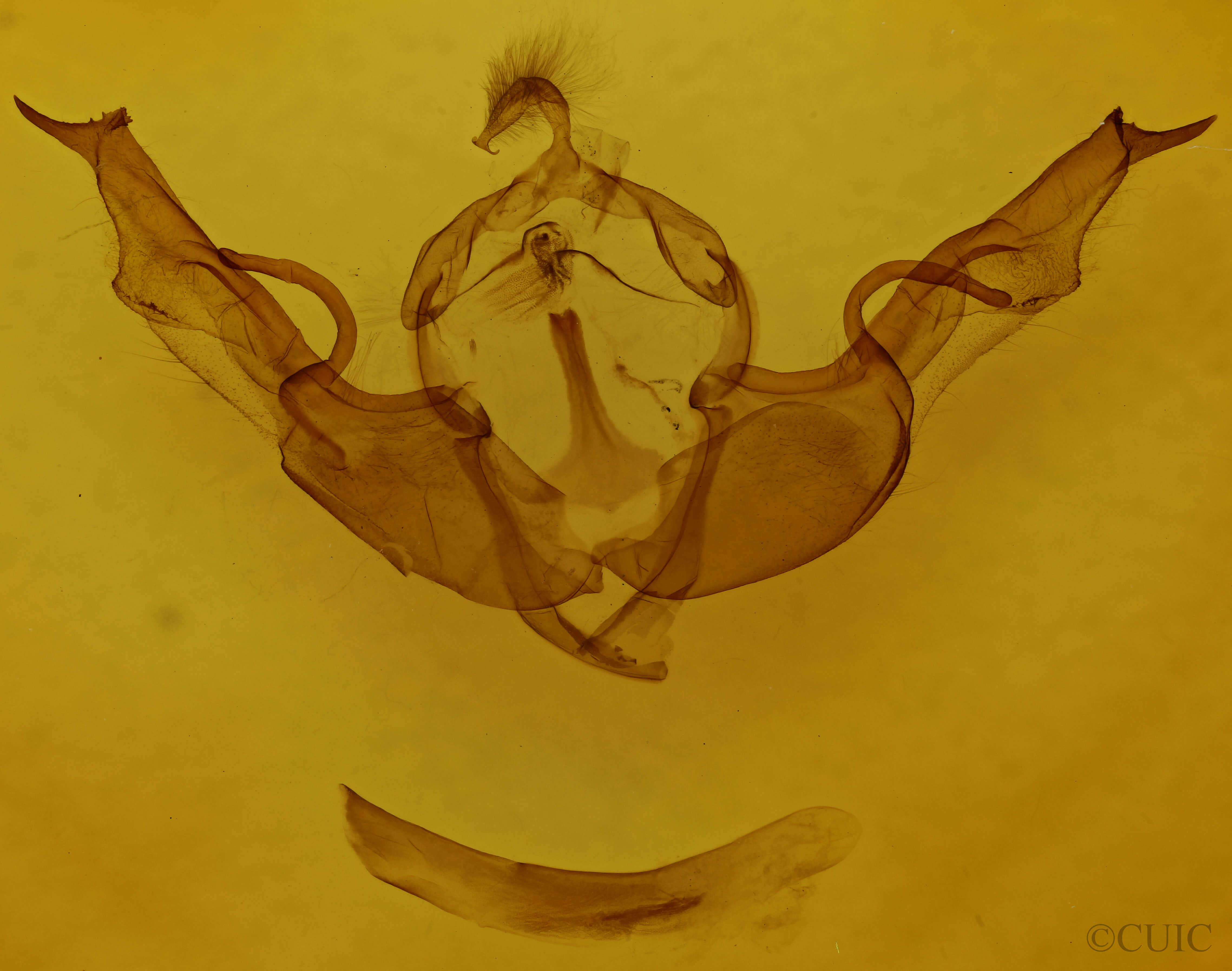 genitalia view of adult Lithophane torrida