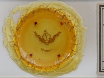 slide view of adult Lithophane torrida