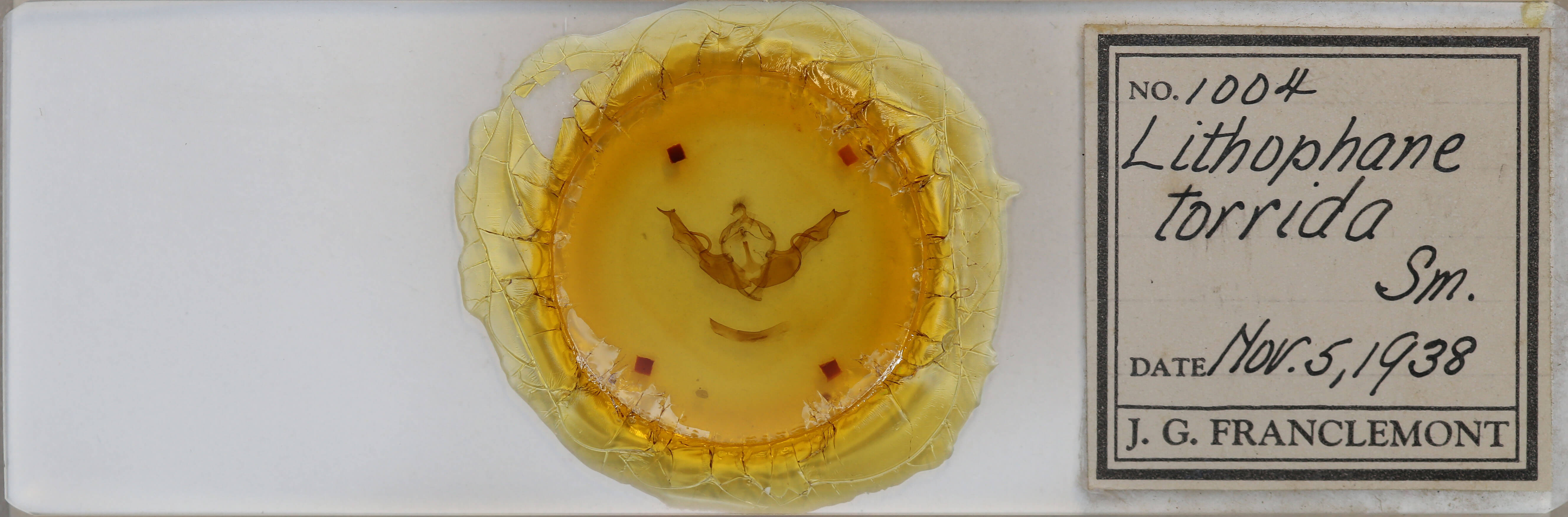 slide view of adult Lithophane torrida