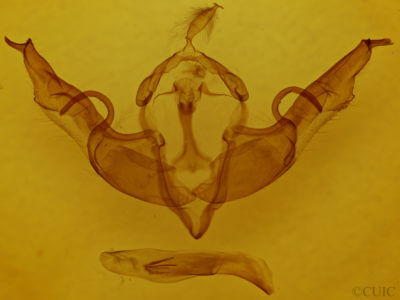 genitalia view of adult Lithophane torrida