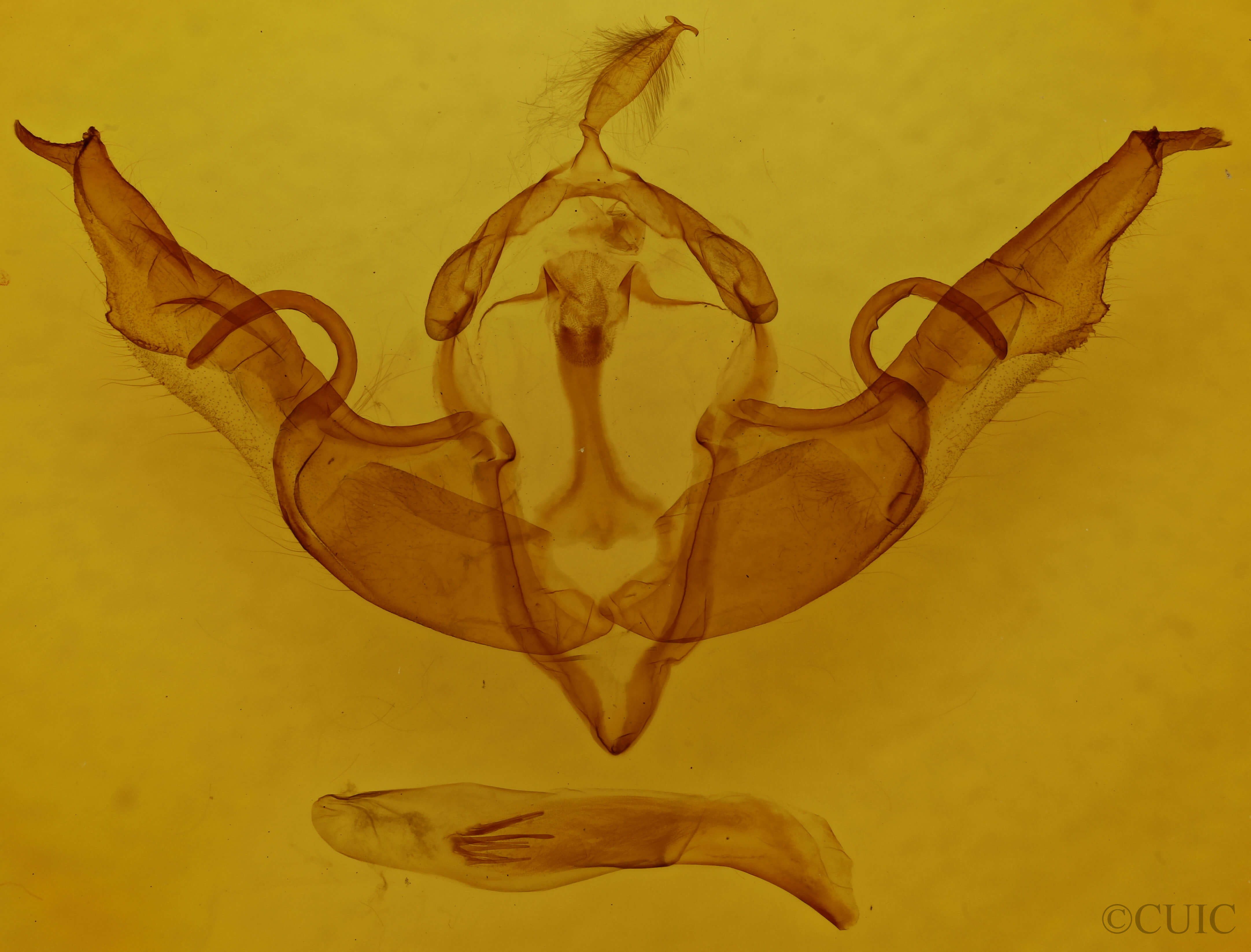 genitalia view of adult Lithophane torrida